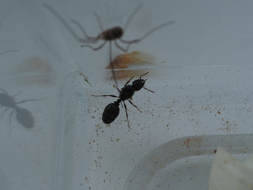 Pospolita mrówka trawnikowa — Bild 2