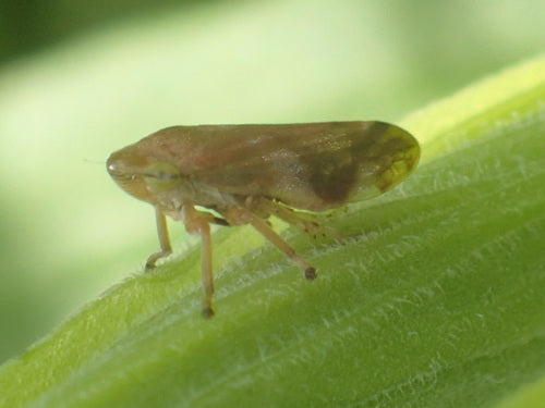 Zwykły pianista — Bild 5