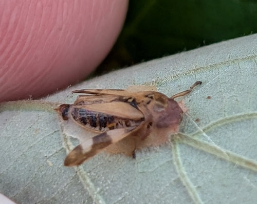 Zwykły pianista — Bild 2