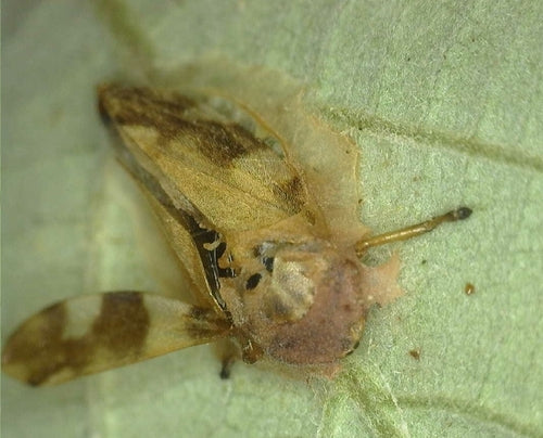 Zwykły pianista — Bild 3