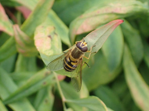 Bzyg zwyczajny — Bild 5
