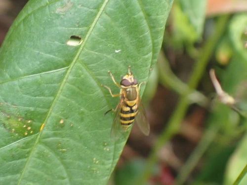 Bzyg zwyczajny — Bild 4