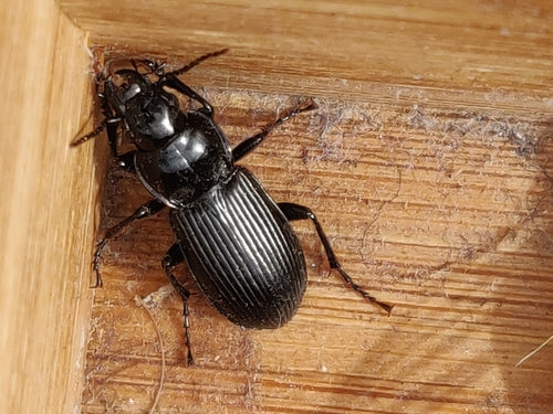 Gemeiner Grabkäfer — Bild 3