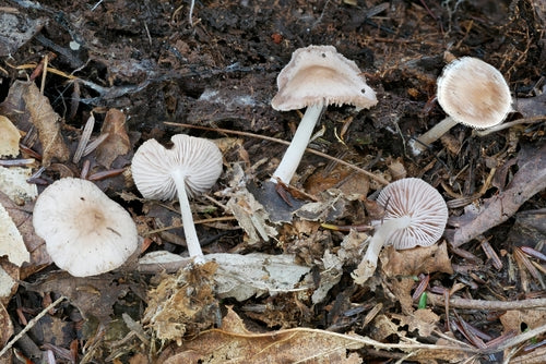 Hełm rzodkiewki zwyczajnej — Bild 4