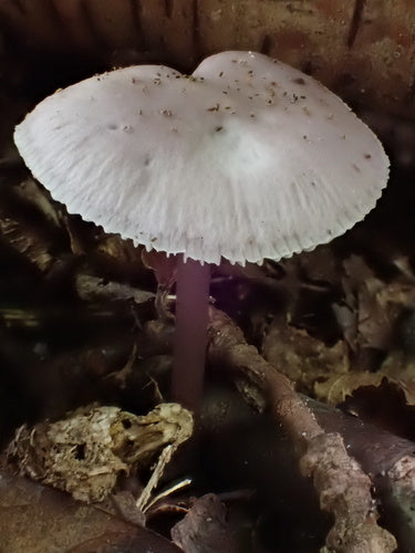 Hełm rzodkiewki zwyczajnej — zdjęcie 5 z 12