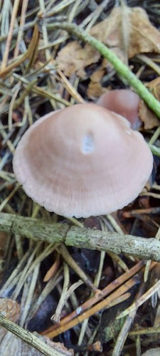 Hełm rzodkiewki zwyczajnej — Bild 3