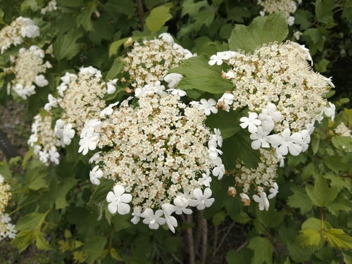 Zwykła kula śnieżna — Bild 2