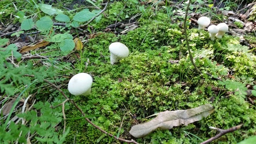 Zwykły odkurzacz — Bild 2