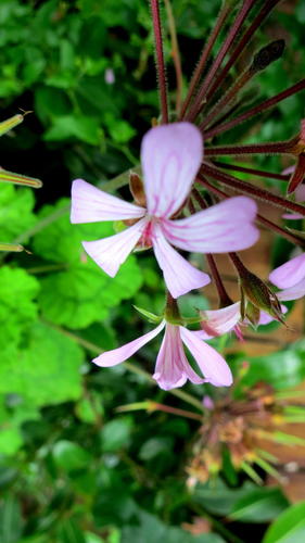 pelargonia — Bild 4