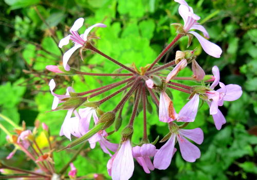 pelargonia — Bild 3