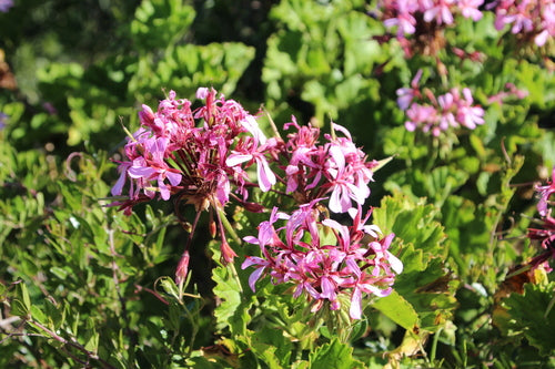 pelargonia — Bild 5