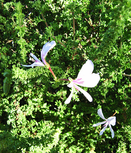 Pelargonie — Bild 1