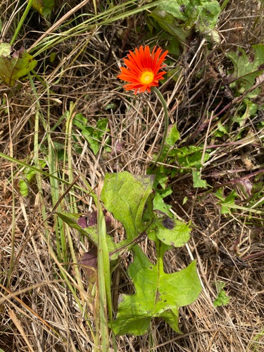 Gerbery — Bild 4