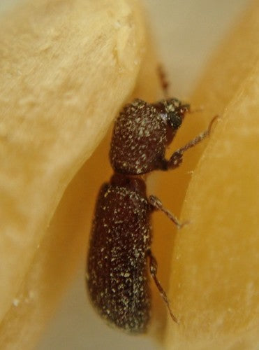 Nasturcja zbożowa — Bild 4