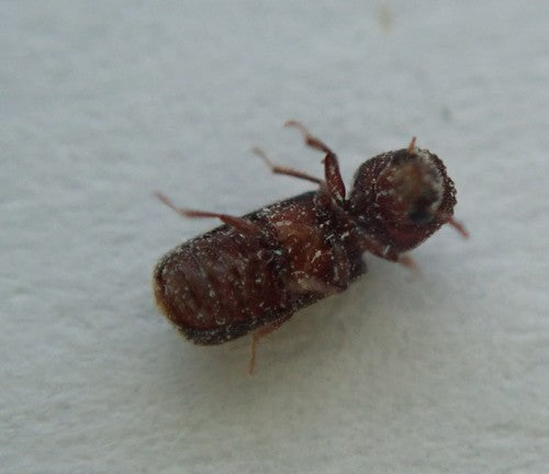 Nasturcja zbożowa — Bild 3