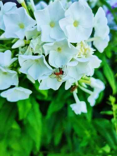 Wspólny pająk kocowy — zdjęcie 4 z 11