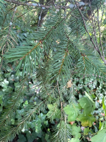 Daglezja zwyczajna — Bild 1