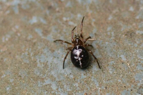 Pospolity gruby pająk — Bild 4