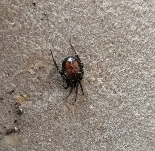 Pospolity gruby pająk — Bild 3