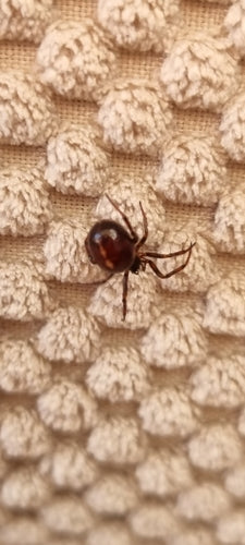 Pospolity gruby pająk — Bild 2