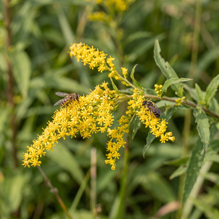 Blüte von Gewöhnliche Goldrute (Solidago virgaurea) in Nahaufnahme (KI-generiert)