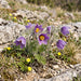 Gewöhnliche Küchenschelle (Pulsatilla vulgaris) in Blüte im naturnahen Garten (KI-generiert)