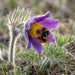 Blüte von Gewöhnliche Küchenschelle (Pulsatilla vulgaris) in Nahaufnahme (KI-generiert)