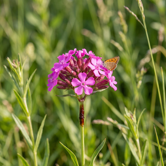 Blüte von Gewöhnliche Pechnelke (Viscaria vulgaris) in Nahaufnahme (KI-generiert)