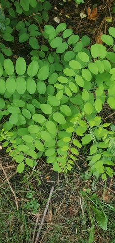 Robinia zwyczajna — Bild 5