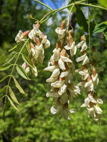 Robinia zwyczajna — Bild 2