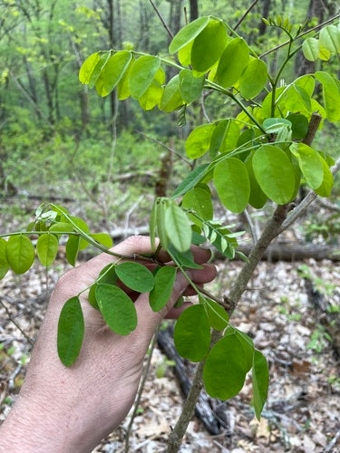 Robinia zwyczajna — Bild 4