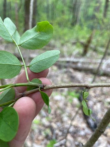 Robinia zwyczajna — Bild 3