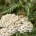 Blüte von Gewöhnliche Schafgarbe (Achillea millefolium) in Nahaufnahme (KI-generiert)