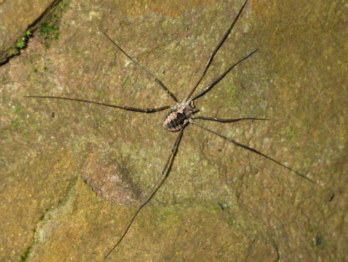 Zwykły żniwiarz — Bild 4