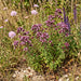Gewöhnlicher Dost (Origanum vulgare) in Blüte im naturnahen Garten (KI-generiert)