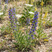 Gewöhnlicher Natternkopf (Echium vulgare) in Blüte im naturnahen Garten (KI-generiert)