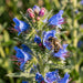 Blüte von Gewöhnlicher Natternkopf (Echium vulgare) in Nahaufnahme (KI-generiert)