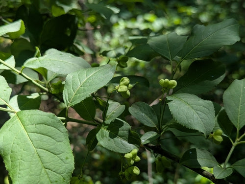Wspólna tuleja wrzeciona — Bild 2