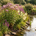 Gewöhnlicher Wasserdost (Eupatorium cannabinum) in Blüte im naturnahen Garten (KI-generiert)