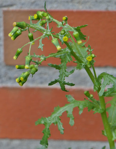 Gruszka zwyczajna — Bild 4