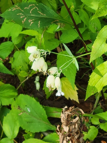 Wspólna mucha — Bild 3