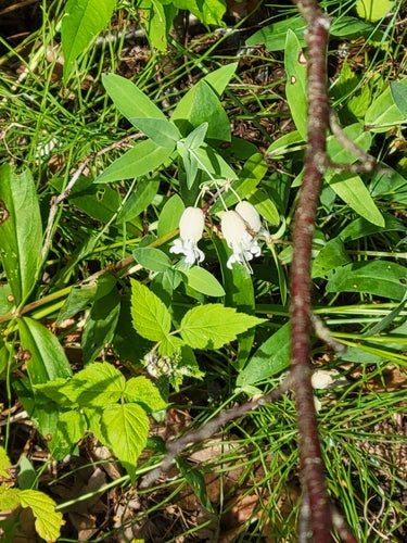 Wspólna mucha — Bild 2