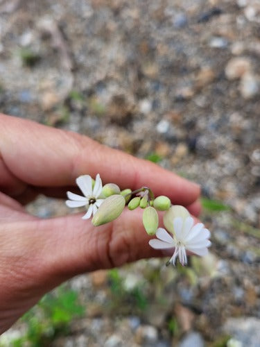 Wspólna mucha — Bild 5