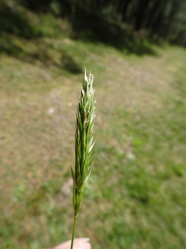 Pospolita trawa dymna — Bild 3