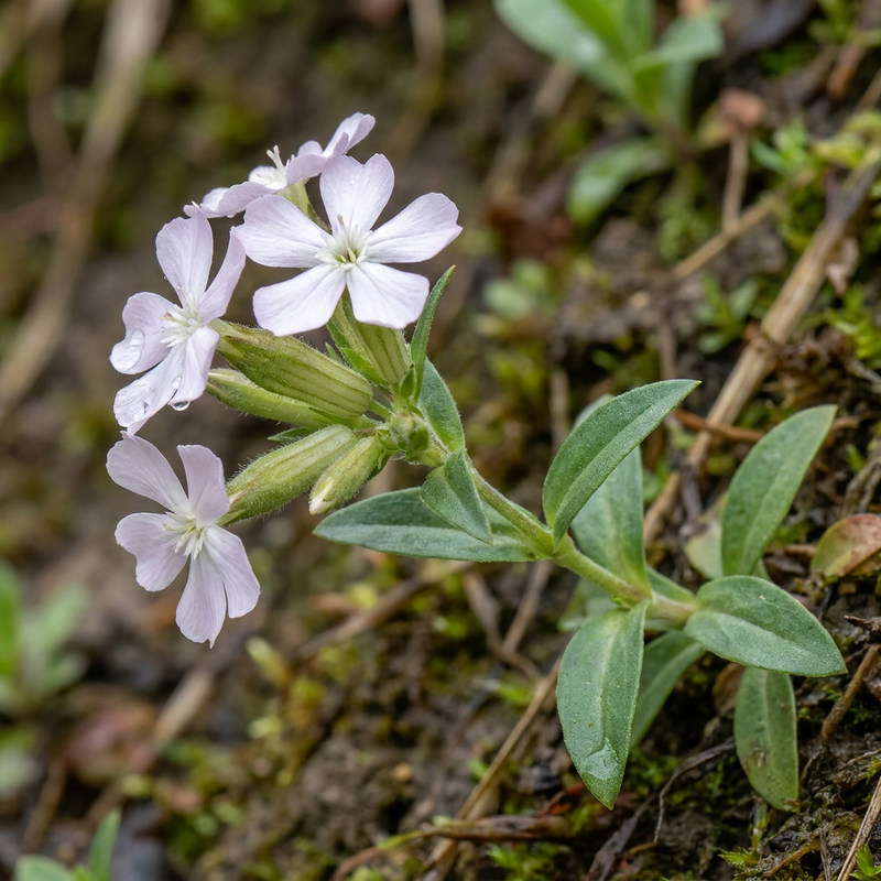 Mydlnica pospolita