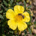 Blüte von Gewöhnliches Sonnenröschen (Helianthemum nummularium) in Nahaufnahme (KI-generiert)