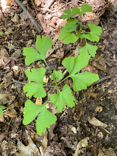 ginkgo — Bild 2