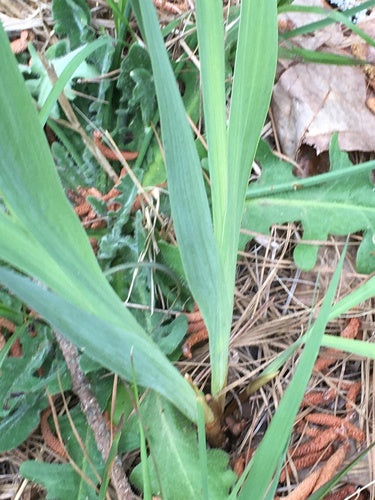 Mieczyki — Bild 2