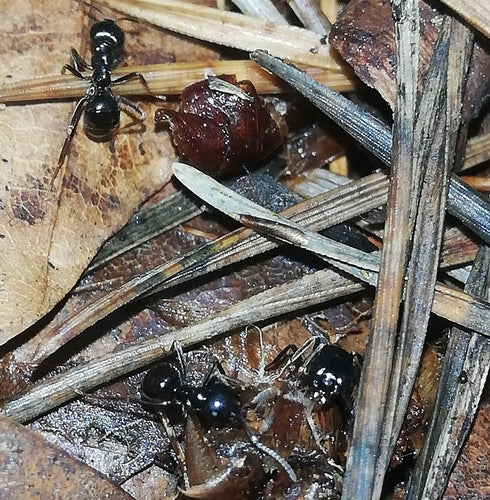 Błyszcząca czarna mrówka stolarska — Bild 2