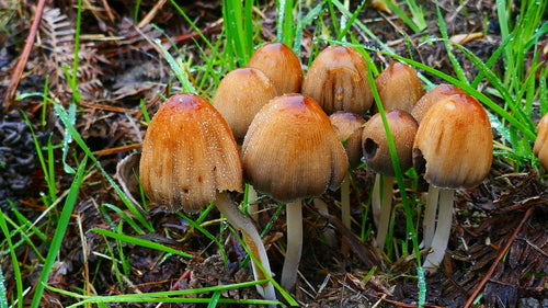 Migotanie — Bild 4